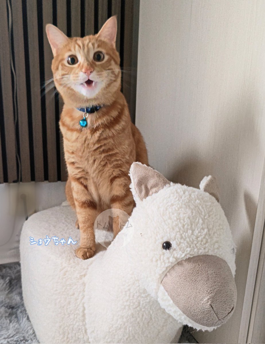 ソラママ😺😺💕 (@UcRevUwI7xf5CqS) / Posts / X