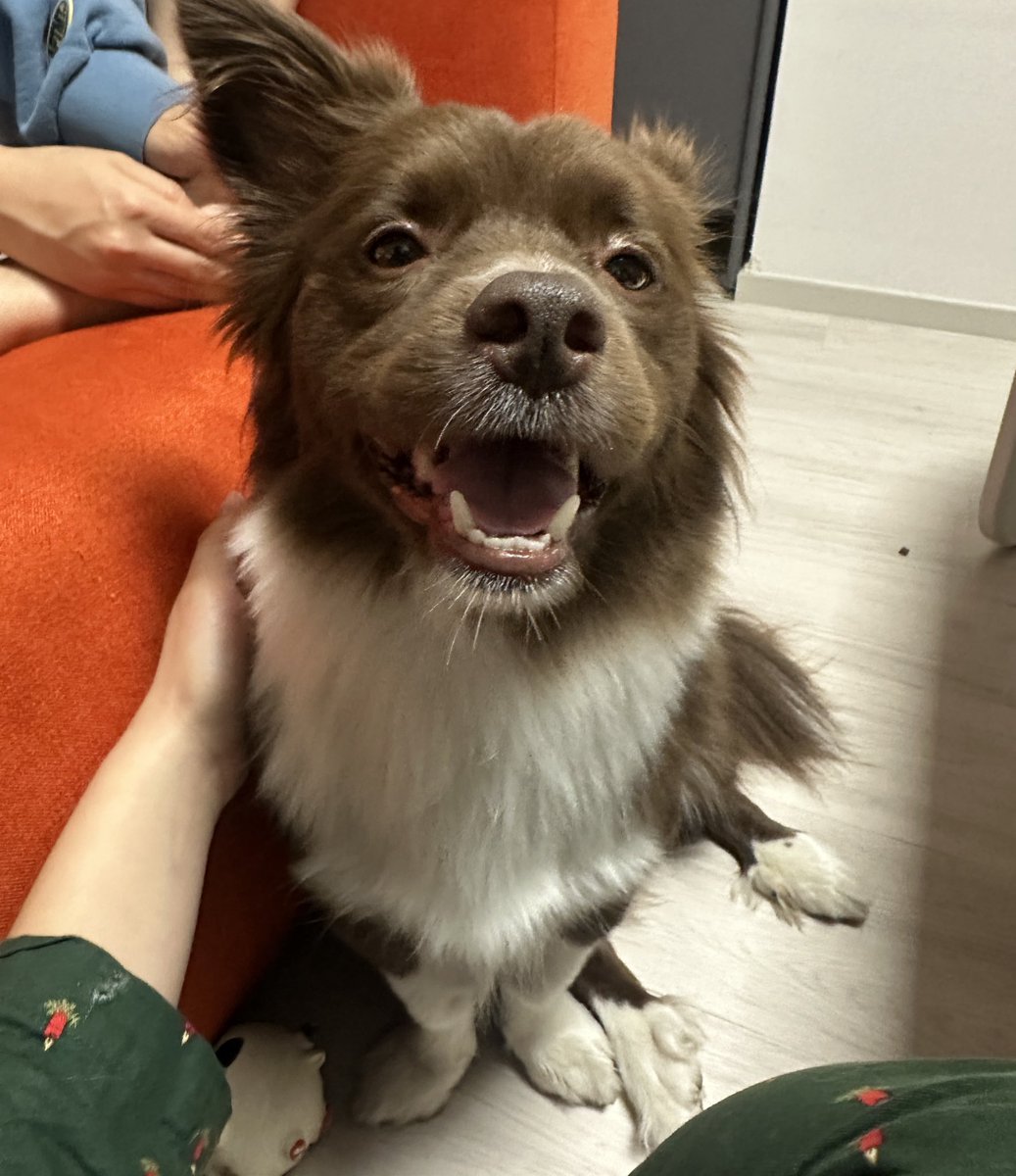 쓰다듬으면 귀 꼭 접고 흡 숨 참다가 무자비하게 행복을 터뜨리는 강아지... 너무 사랑스러워서 미칠 거 같아 ㅜㅜ