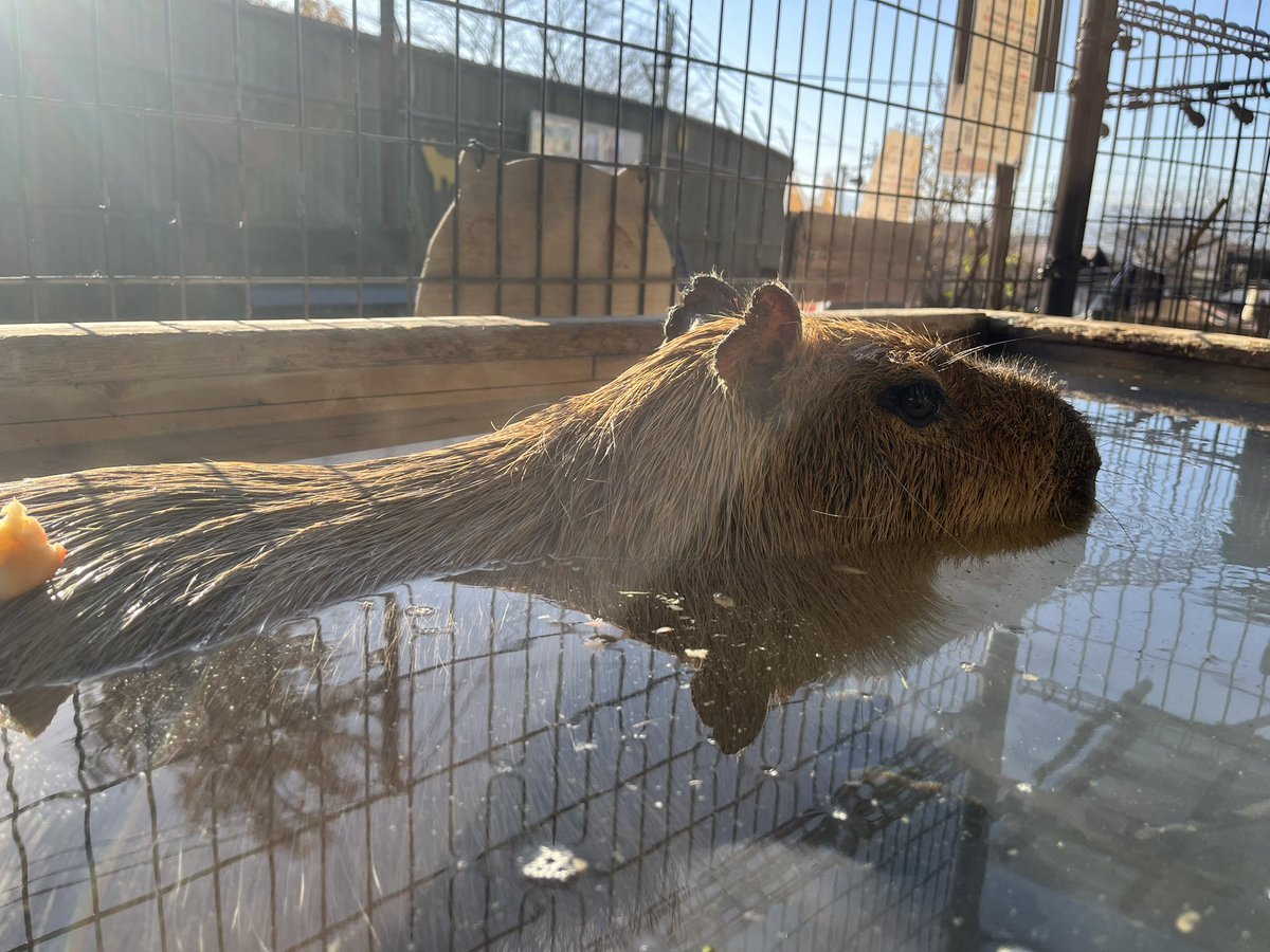 カピバラページ けろけろ (@capyanimal) / Posts / X