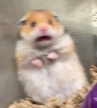 Washington fans on that Mariota scramble 😅 