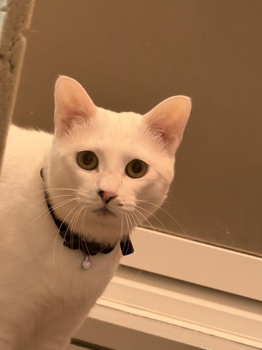 デフォが困り顔のダダ
可愛い。
かなり丸くなったね