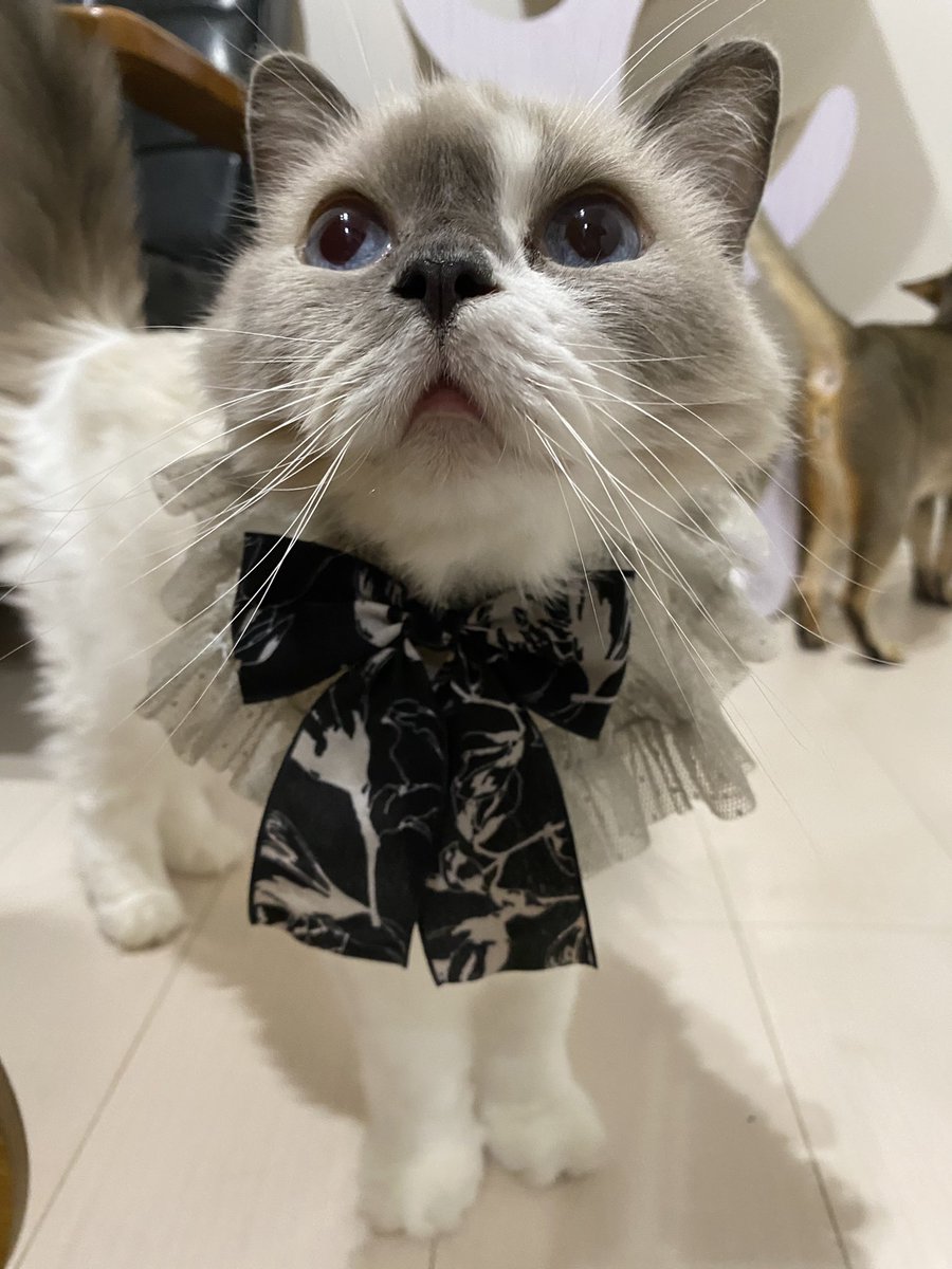 CatApartment's tweet photo. 今日はフィオ姫のお誕生日です。
11歳になりましたー！

こんなにプリンセスで可憐でバブいのに、寝顔が超白目のギャップも、お腹すくと大声で喚き散らすのも、全部愛おしいな…。
小さくてふわふわで愛らしい姫。
ちょっと体が弱いから沢山食べて元気でいてほしいです。
姫、ハッピーバースデー🎂🎊！ https://t.co/zVLOp15dUK