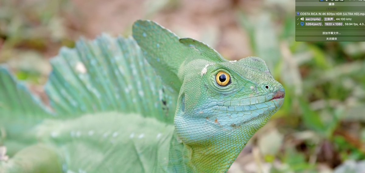 grgerwcwetwet's tweet image. yt-dlp 为啥突然要用 Deno？答案很简单：YouTube 下手太狠了。

从 2025.11.12 版本开始，yt-dlp 想完整下载 YouTube，就必须依赖一个外部 JavaScript 运行时（Deno / Node / Bun 都行）。
不是强制，但不用的话——格式受限、无法登录、还可能下载失败。

为啥要上 JS 运行时？

🔹 YouTube…