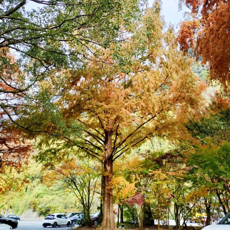 peaceflowly's tweet image. 産直のお店の駐車場のこの木が大好きです🌲

野菜とミカン、古代米のパンも買いました。おいしかった🙂🍀

#木 #tree