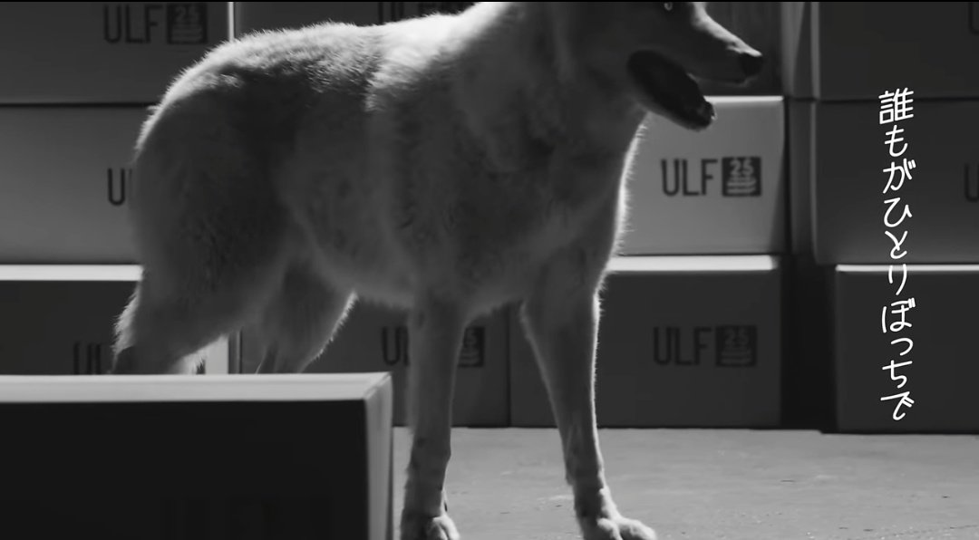 カピピ♻✨夢とチボー tweet media