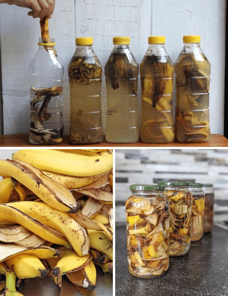 __Trichia__'s tweet image. BANANA PEEL FERTILIZER FOR PLANT GROWTH

Banana peel fertilizer is an effective and natural way to boost soil nutrients and enhance plant growth. Banana peels are rich in potassium, phosphorus, calcium, and magnesium, which are essential for healthy roots, strong stems, and…