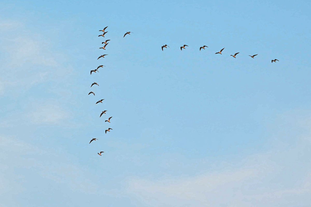 jassim alsaeed tweet media