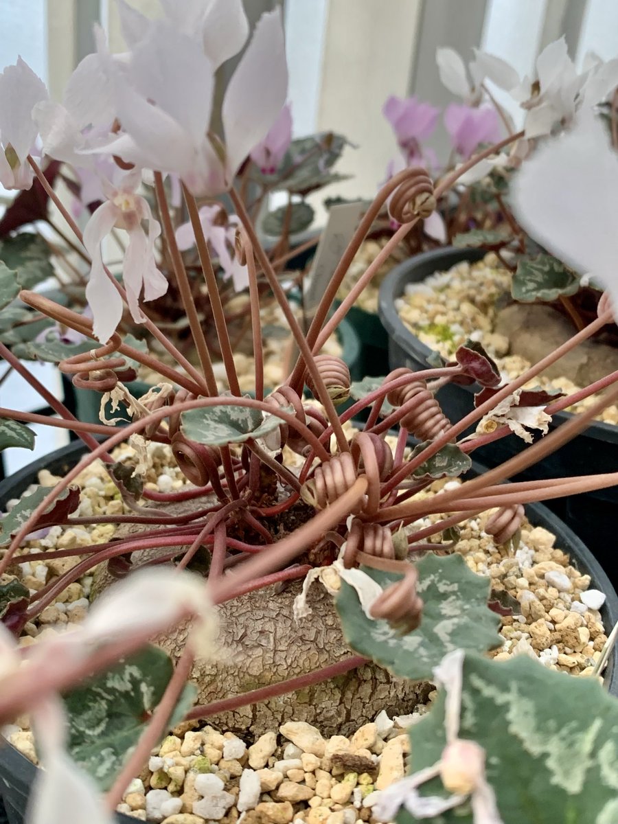 フローラルエングレービングの 銀製プランター フローラルエングレー