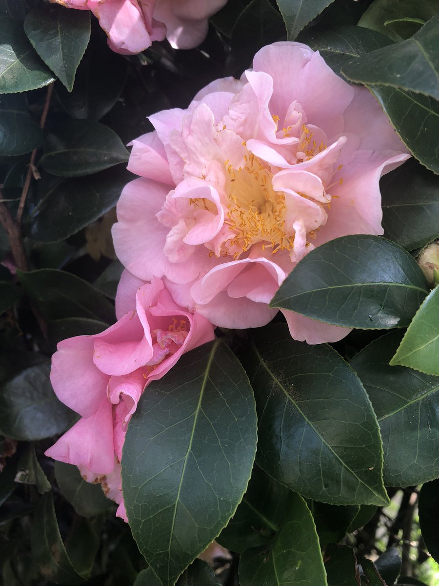 “Give me December as a doorway,
not an ending,”

- Dr R.P. Padmashree.