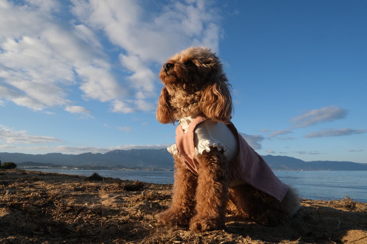 sbm08aug03's tweet photo. 少年よ大志を抱犬　いん滋賀
メタセコも行ったけどオンシーズンの日曜なめてた　そこらじゅうちょっとした渋滞でストレスやばかった　紅葉はきれい https://t.co/sptutZpYVS