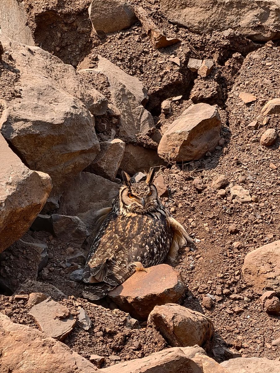 Hyderabad Mail tweet media