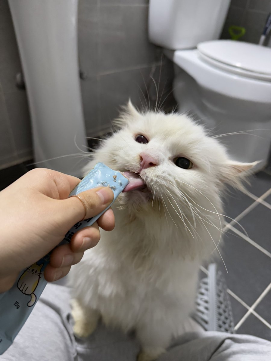 유기묘 입양홍보 해요🥺 지난 5월 산 속 절에 버려졌어요 아사 직전 상태로 스님께 발견되어 밥은 얻어 먹고 지냈지만 산에서 겨울을 버티기 힘들 것 같아 구조했습니다 오드아이 눈이 예쁘고 착한 대왕고양이예요
#입양문의는프로필링크참고❤️
#임보냥_야미 #입양홍보