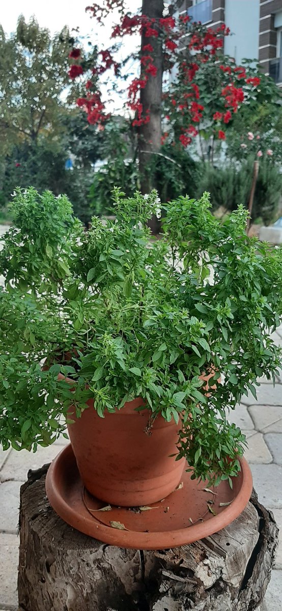 seymaY111's tweet photo. Günaydın🌿 https://t.co/TTkw6RWsh2