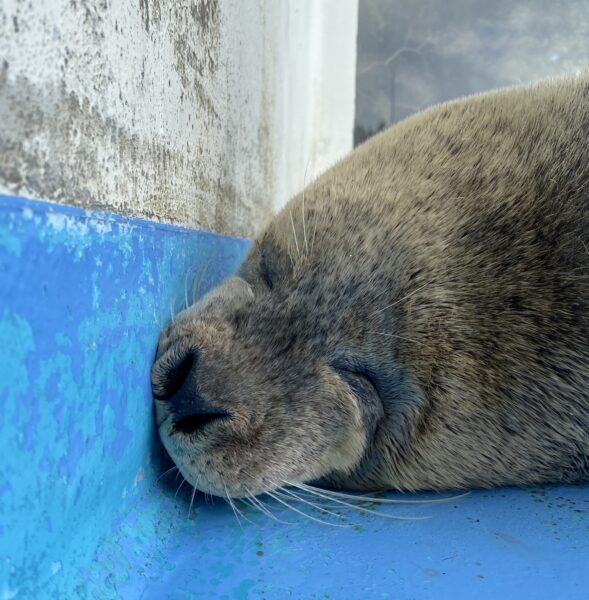 【みんなの日記】
飼育員ブログ更新しました✨
『もうすぐ冬がやってくる！』
marinepark.jp/1134/