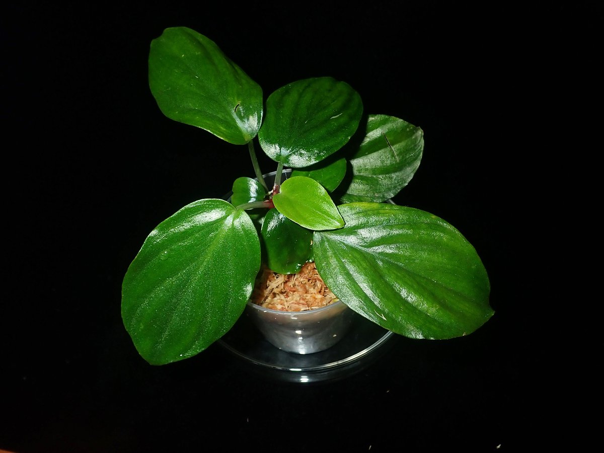 KENZO (@fw_kenzo) / Posts / X