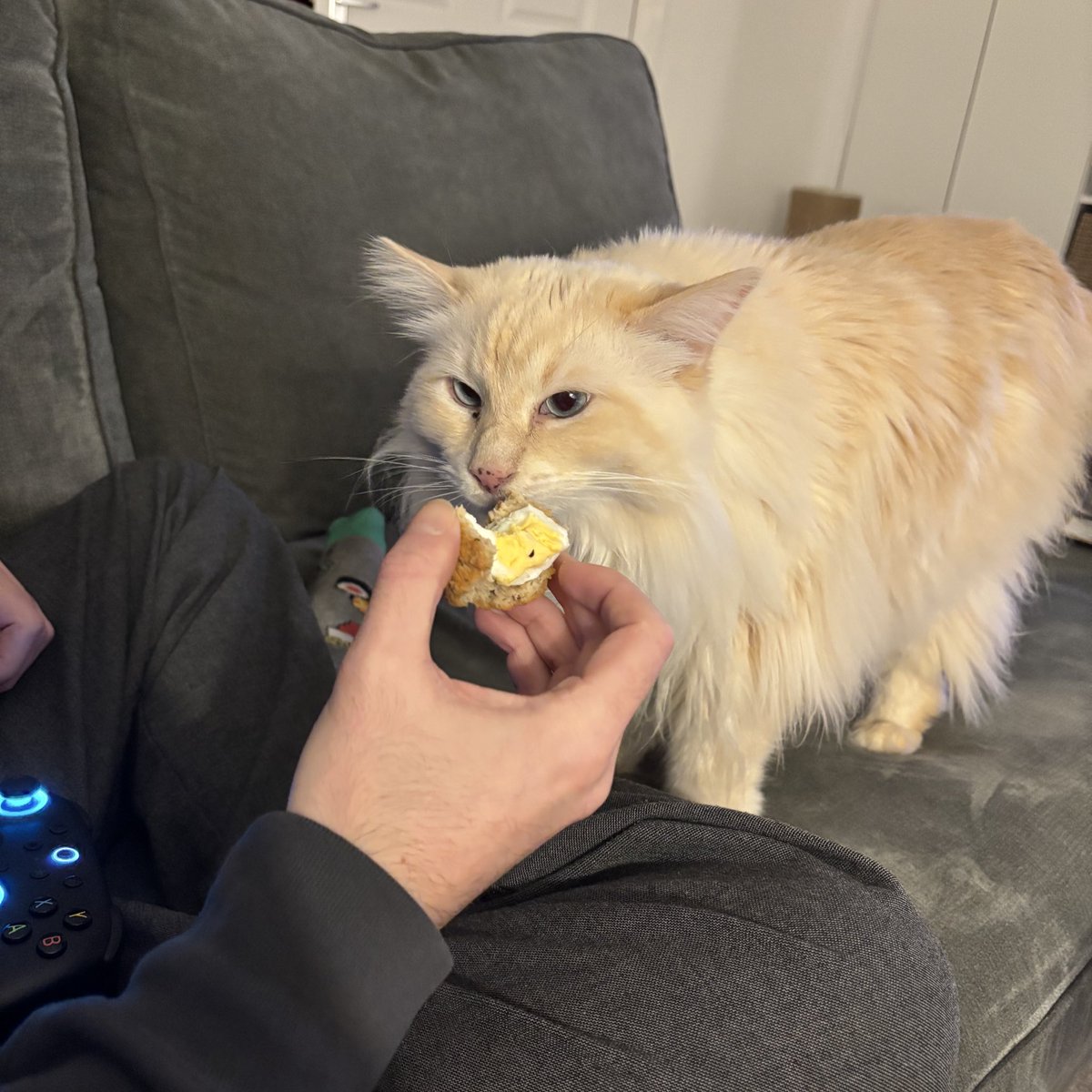 SignorDexter's tweet image. Italian word of the day 🇮🇹 is…

UOVO 🥚 (“wovo”)

I want the egg! 

Voglio l’uovo!!