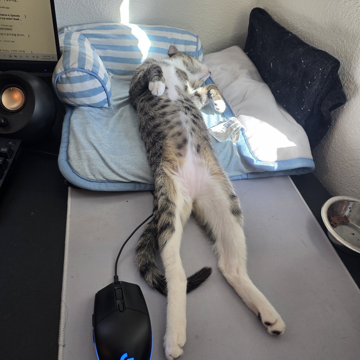 JunkBuckOW's tweet photo. Could not win back to back, but im so grateful for the season.  Truly blessed and lucky to work with amazing players this yr.  Pic of my cat instead of dreamhack pic since i lost https://t.co/mbVPT40eWj