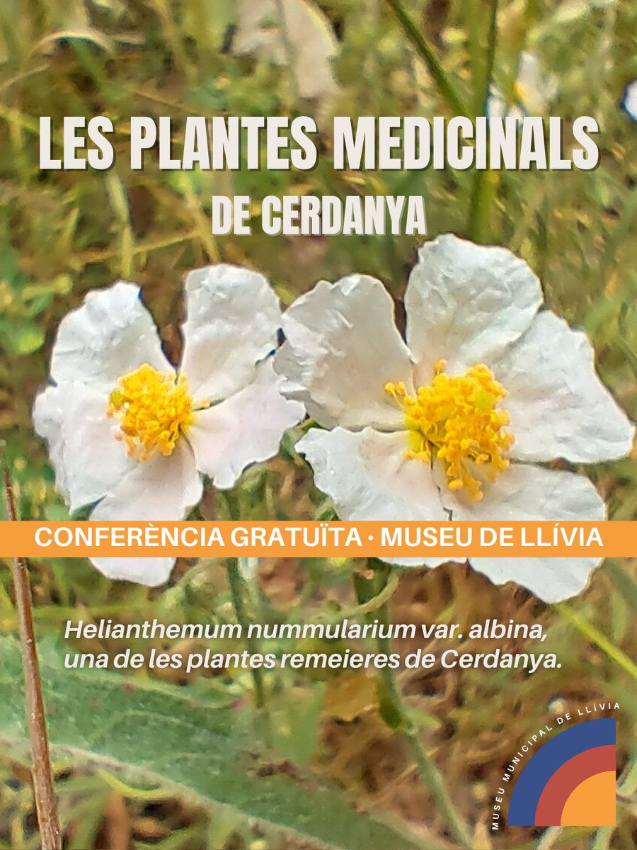 museudellivia's tweet photo. Dissabte 6 de desembre, conferència “Plantes medicinals de Cerdanya” 🌿 al Museu de Llívia. Descobreix plantes remeieres locals. 19 h, amb Enric Quílez (GRC). Entrada lliure. 📸 Foto: Francesc Esteban. #museullivia #descobreixllivia #lacerdanya #llivia #cerdanya https://t.co/804yoyo5Ju