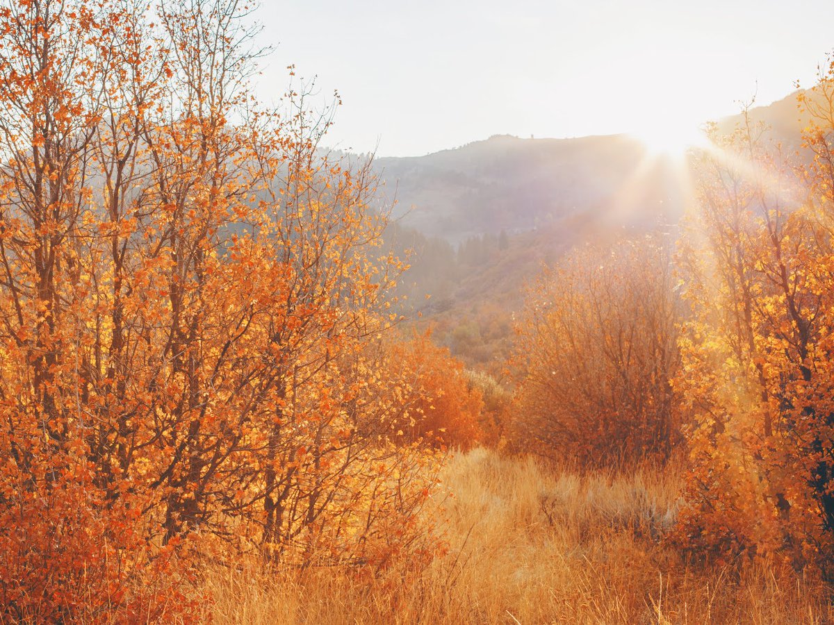 yoga_and_more's tweet image. Schönheit der Natur 🏞 🌞 🍁 🍃 🍂 🍁 #nature 💐 🌞