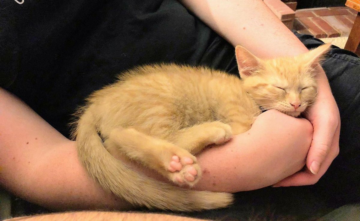 yoga_and_more's tweet image. good morning 🌞 ❤️ 🐈 ❤️ #KatzengegenHass 😺 💕 🐾 #KatzenfürdieUkraine 🇺🇦 🌈 ✨