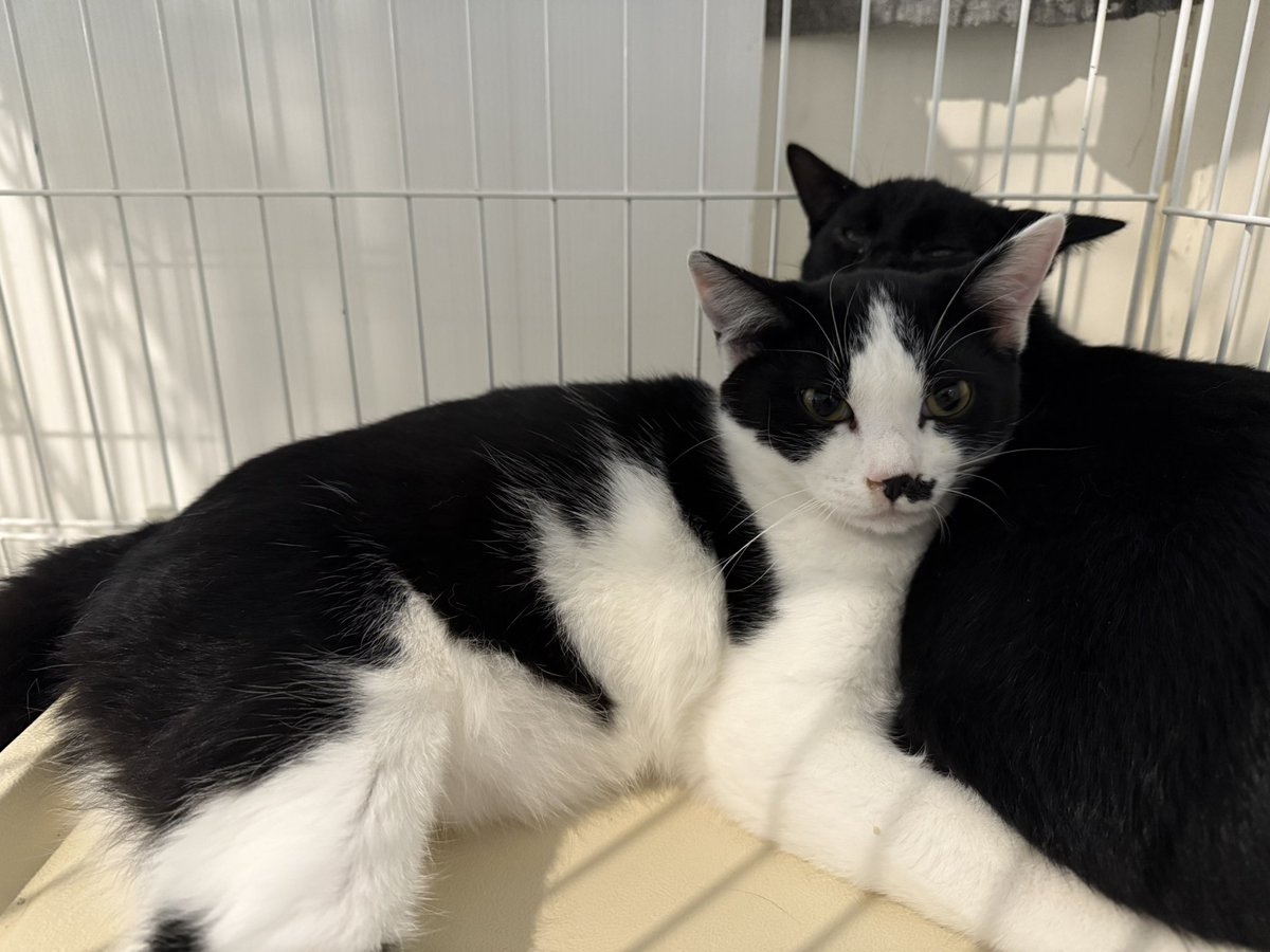 nyapan_necosun's tweet image. 【12月14日(日)譲渡会開催！】
5ヶ月〜9ヶ月の仔猫約20頭、成猫約30頭の猫達が参加予定です。
ご来場をお待ちしております！

猫sunシェルター
札幌市白石区本郷通9丁目北1-1今井ビル1F
東西線南郷7丁目駅3番出口より徒歩7分
13時~16時(最終入場15:50)
#保護猫 #子猫 #札幌 #譲渡会 #里親募集