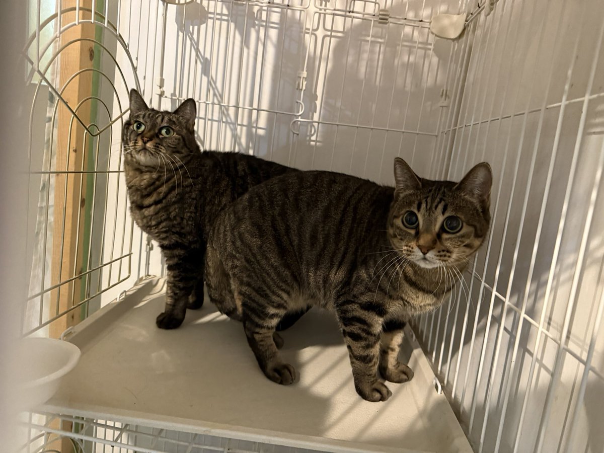 nyapan_necosun's tweet image. 【12月14日(日)譲渡会開催！】
5ヶ月〜9ヶ月の仔猫約20頭、成猫約30頭の猫達が参加予定です。
ご来場をお待ちしております！

猫sunシェルター
札幌市白石区本郷通9丁目北1-1今井ビル1F
東西線南郷7丁目駅3番出口より徒歩7分
13時~16時(最終入場15:50)
#保護猫 #子猫 #札幌 #譲渡会 #里親募集