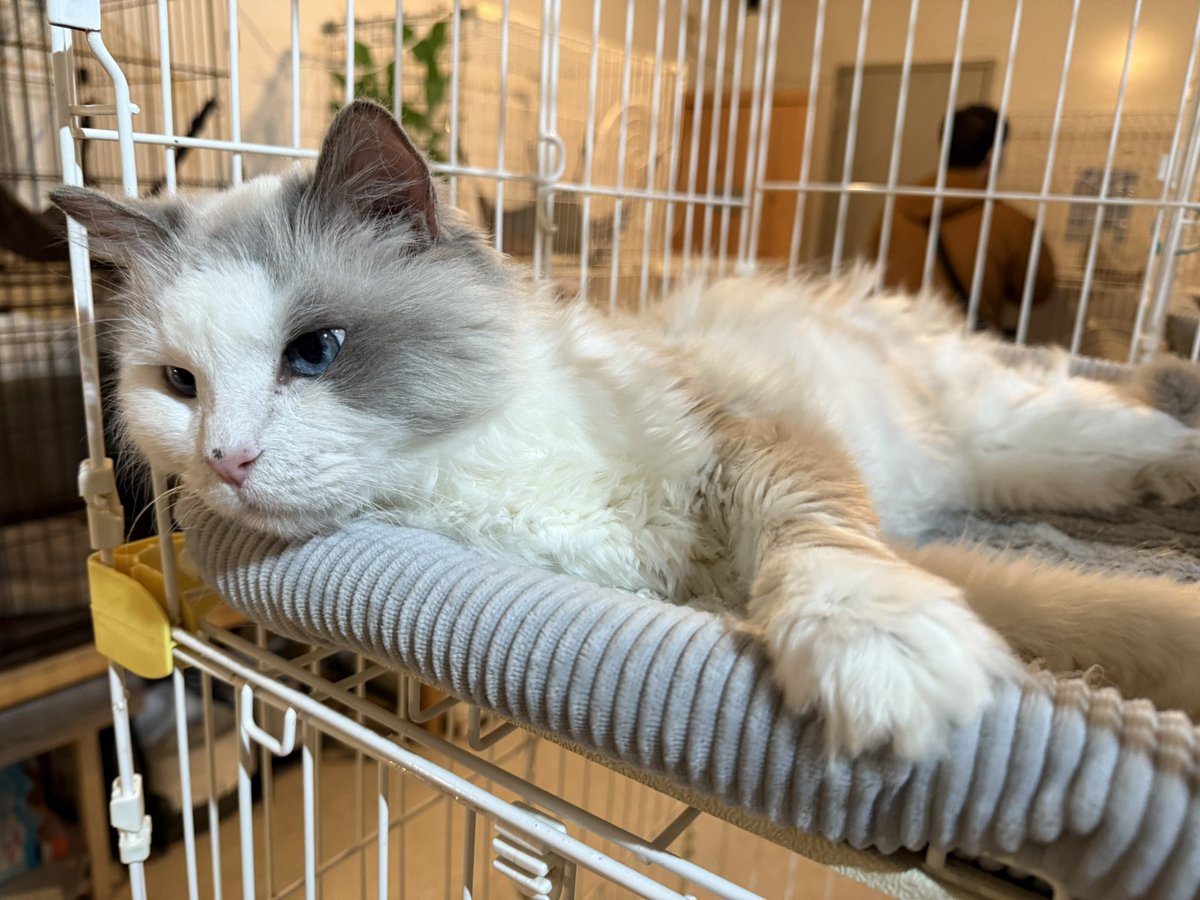 nyapan_necosun's tweet image. 【12月14日(日)譲渡会開催！】
5ヶ月〜9ヶ月の仔猫約20頭、成猫約30頭の猫達が参加予定です。
ご来場をお待ちしております！

猫sunシェルター
札幌市白石区本郷通9丁目北1-1今井ビル1F
東西線南郷7丁目駅3番出口より徒歩7分
13時~16時(最終入場15:50)
#保護猫 #子猫 #札幌 #譲渡会 #里親募集