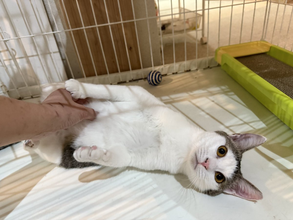 nyapan_necosun's tweet image. 【12月14日(日)譲渡会開催！】
5ヶ月〜9ヶ月の仔猫約20頭、成猫約30頭の猫達が参加予定です。
ご来場をお待ちしております！

猫sunシェルター
札幌市白石区本郷通9丁目北1-1今井ビル1F
東西線南郷7丁目駅3番出口より徒歩7分
13時~16時(最終入場15:50)
#保護猫 #子猫 #札幌 #譲渡会 #里親募集