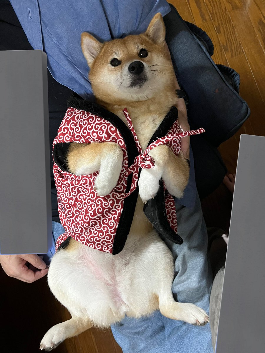 さくら@キツネ顔の豆柴🌸 (@sakura39mame) / Posts / X