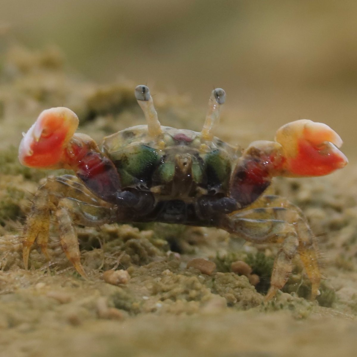 こんばんは。ミナミチゴガニです。ウェービングをすると、ハサミの内側の朱色が見え隠れします。沖縄本島にて。
Ilyoplax integra found in Okinawa Island, Japan. The inner surface of chela is vermilion.
 #カニ #crab