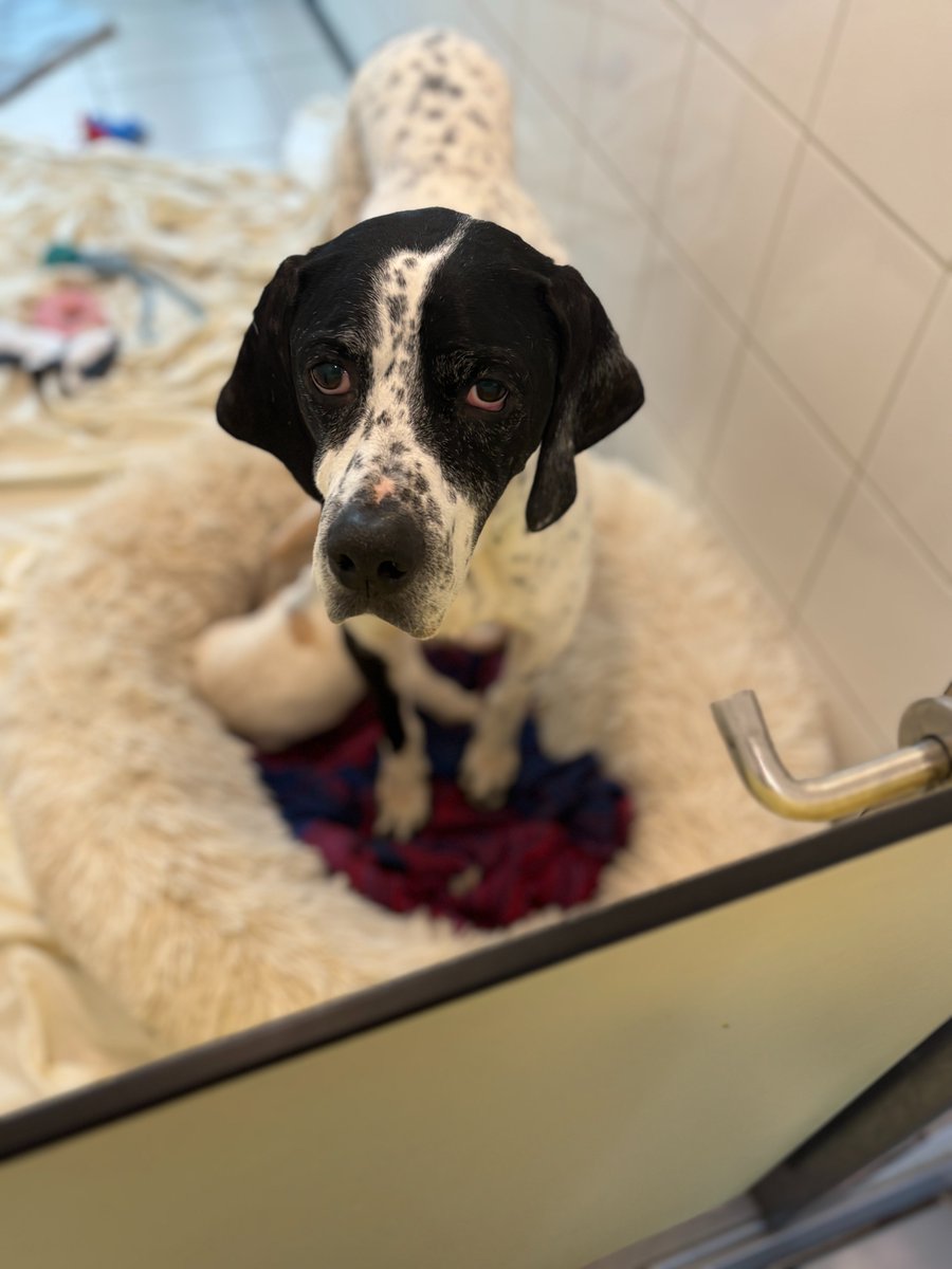 DogsTrust_IE's tweet photo. This Christmas, countless puppies will be torn from their mums &amp; placed into the hands of unsuspecting buyers. While the pup might go on to live a wonderful life, what about the mum left behind? 💔
Sign the petition to help end breeding cruelty in Ireland: https://t.co/ItB150FXox https://t.co/8ZAMPnK4uo