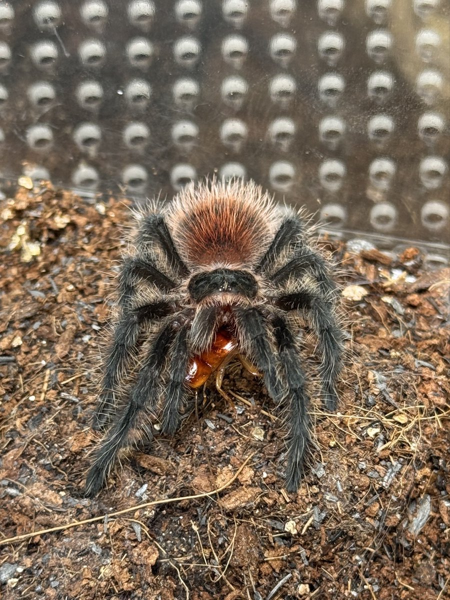 葵🇯🇵tarantula tweet media
