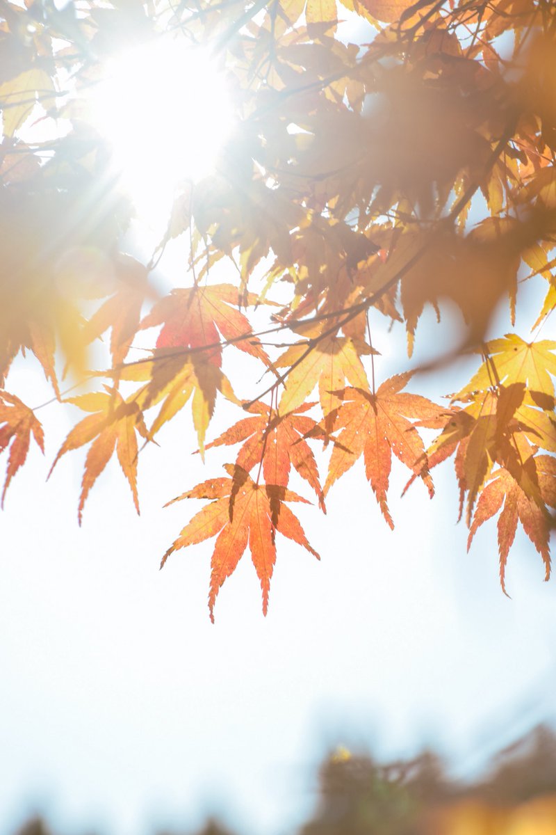 harerukitto's tweet image. #写真好きな人と繋がりたい #ファインダー越しの私の世界 #キリトリセカイ