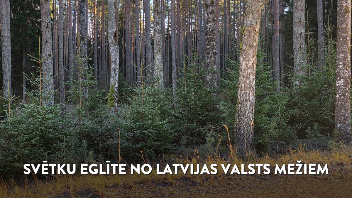 🌲Arī šogad Latvijas valsts meži  (LVM) piedāvā iespēju katrai mājsaimniecībai Ziemassvētku eglīti gādāt valsts mežos. ❗Pirms dodies uz mežu, iepazīsties ar informāciju, kur un kādu svētku eglīti atļauts cirst, bet kur to darīt ir liegts: ej.uz/eglitenolvm