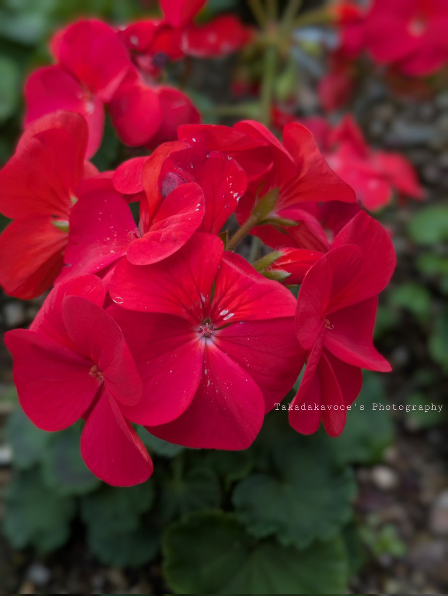 .

師走になりましたね

忙しない師走も
毎日を丁寧に生きたいと
思います
時間に余裕のある時は
余裕の中で丁寧に過ごせたと
思えるけれど
余裕なく苦しい時の中にも
必死に生きた美しさがあると
信じます
今月も良い月にしましょうね
よろしくお願い致します

.
#photography