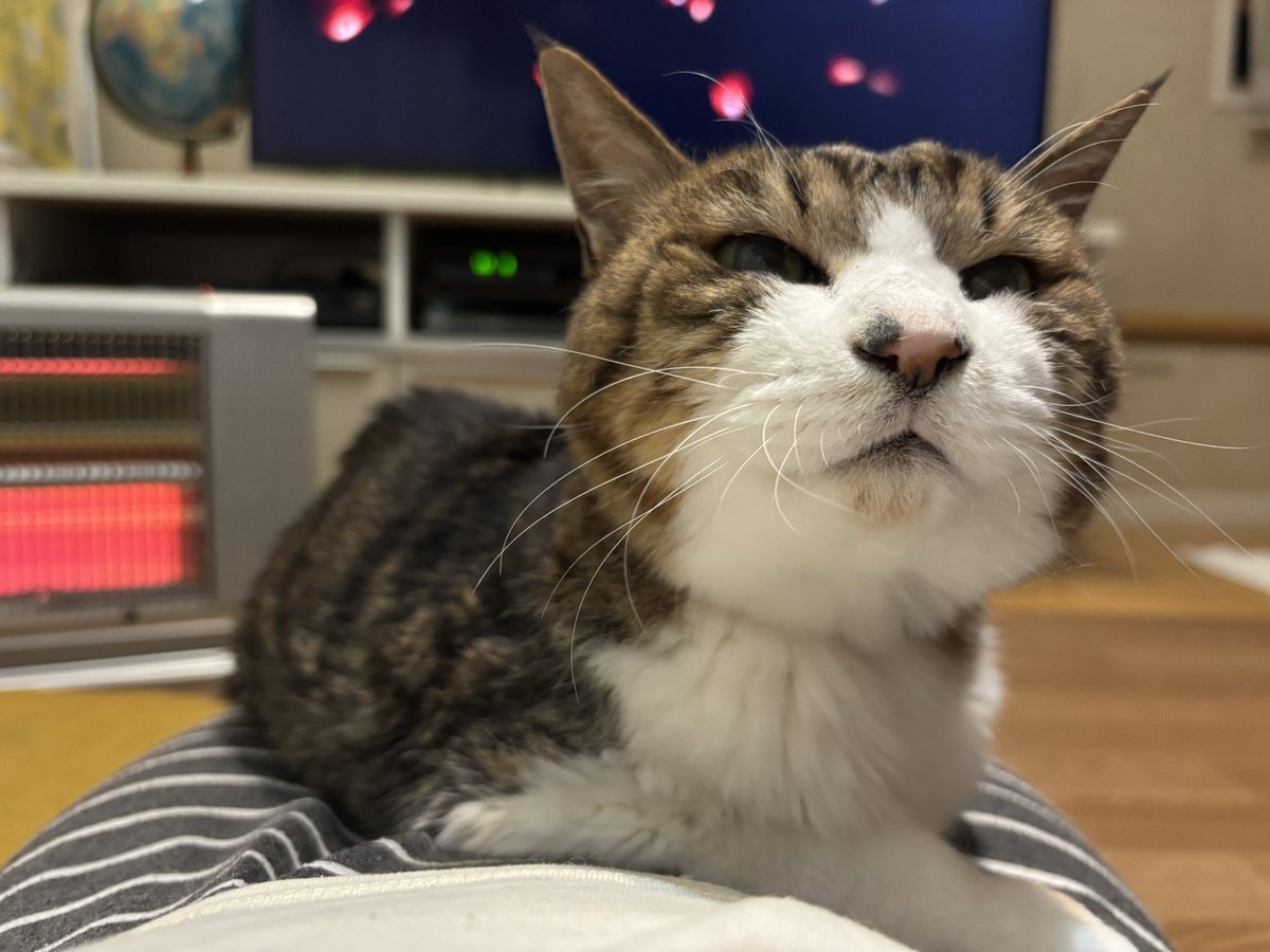 セロリ (@sroristn) / Posts / X