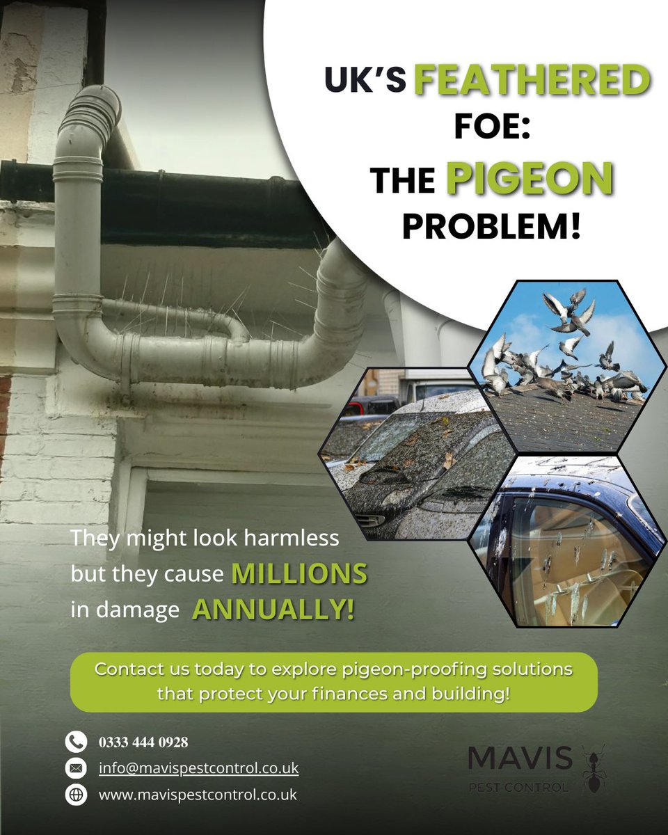 MavisPests's tweet image. Winter pushes pigeons onto roofs and balconies, causing mess and costly damage.

Proof now. Repair less later.

𝟎𝟑𝟑𝟑 𝟒𝟒𝟒 𝟎𝟗𝟐𝟖
info@mavispestcontrol.co.uk
mavispestcontrol.co.uk

#MavisPestControl #PigeonControl #Londonpestcontrol