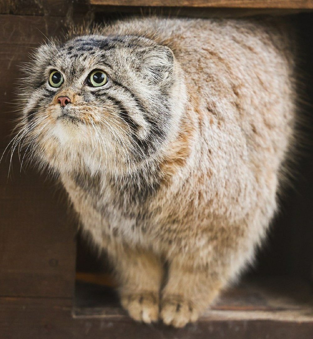 Grumpy Manul (@grumpy_manul) on Twitter photo 