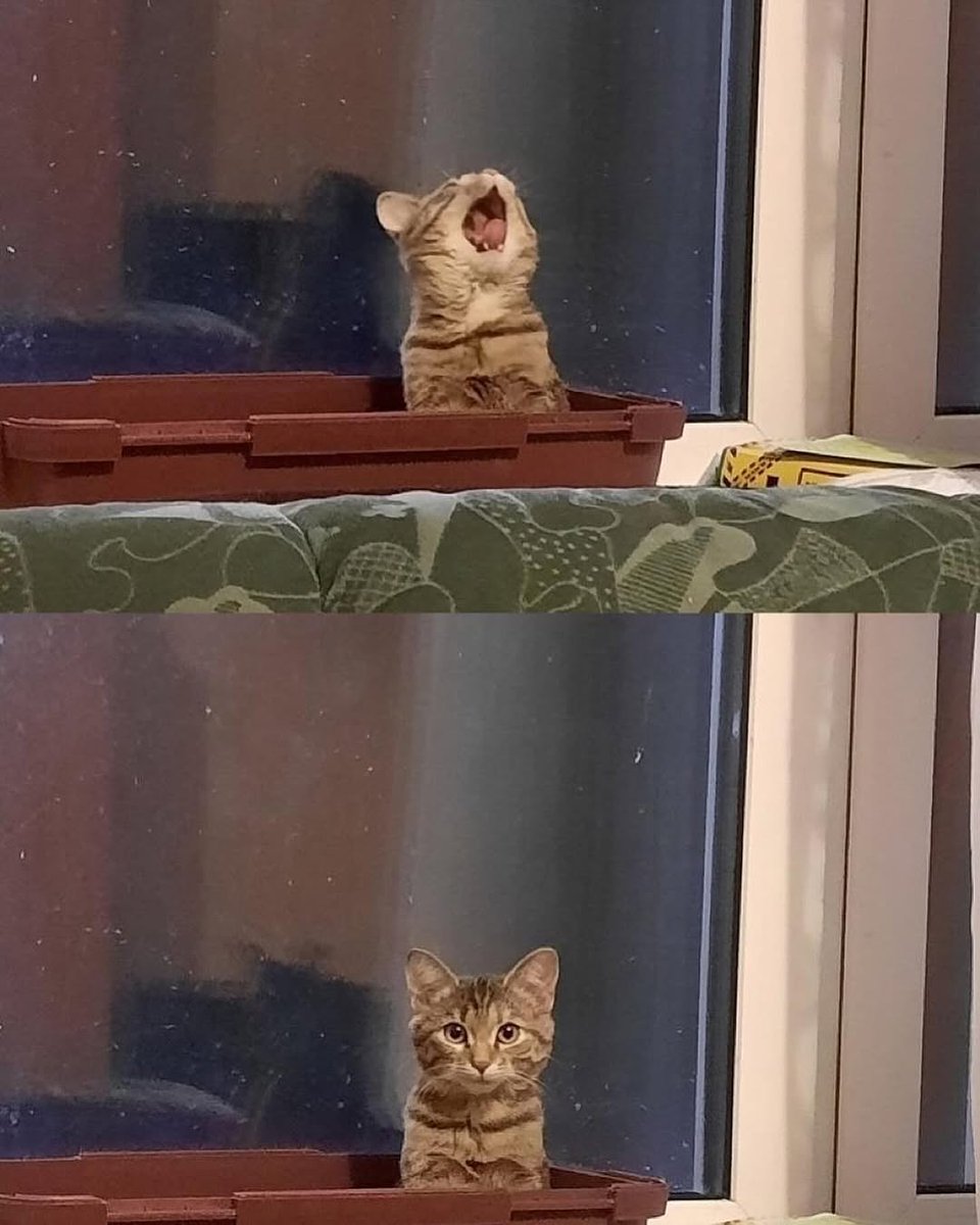 ThePetsX's tweet photo. AAAAAAAAAAAAA https://t.co/UuCPcl7r7p