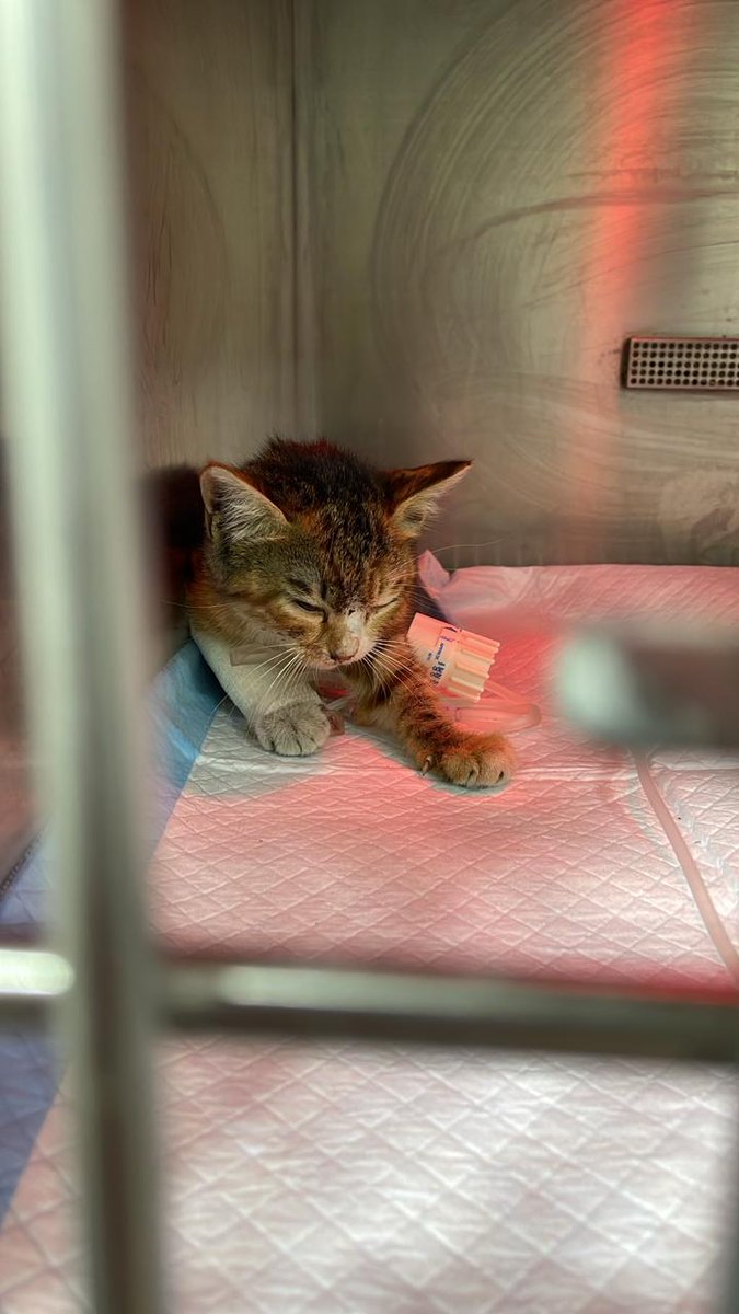 <a href="/GhinaNahfawi/">Ghina</a> 
سلام في هي البيسي انقذناها بعد ما ضربتها سيارة وتركها بالشارع عم تموت اخدناها عمستشفى بالحمرة عالجوها بس للاسف ما بقى تشوف .....مفروض ليوم نطلعها وما في محل نحطها وما فينا نخليها بالشارع ...بحاجة لحدا يتبناها 
بأسرع وقت