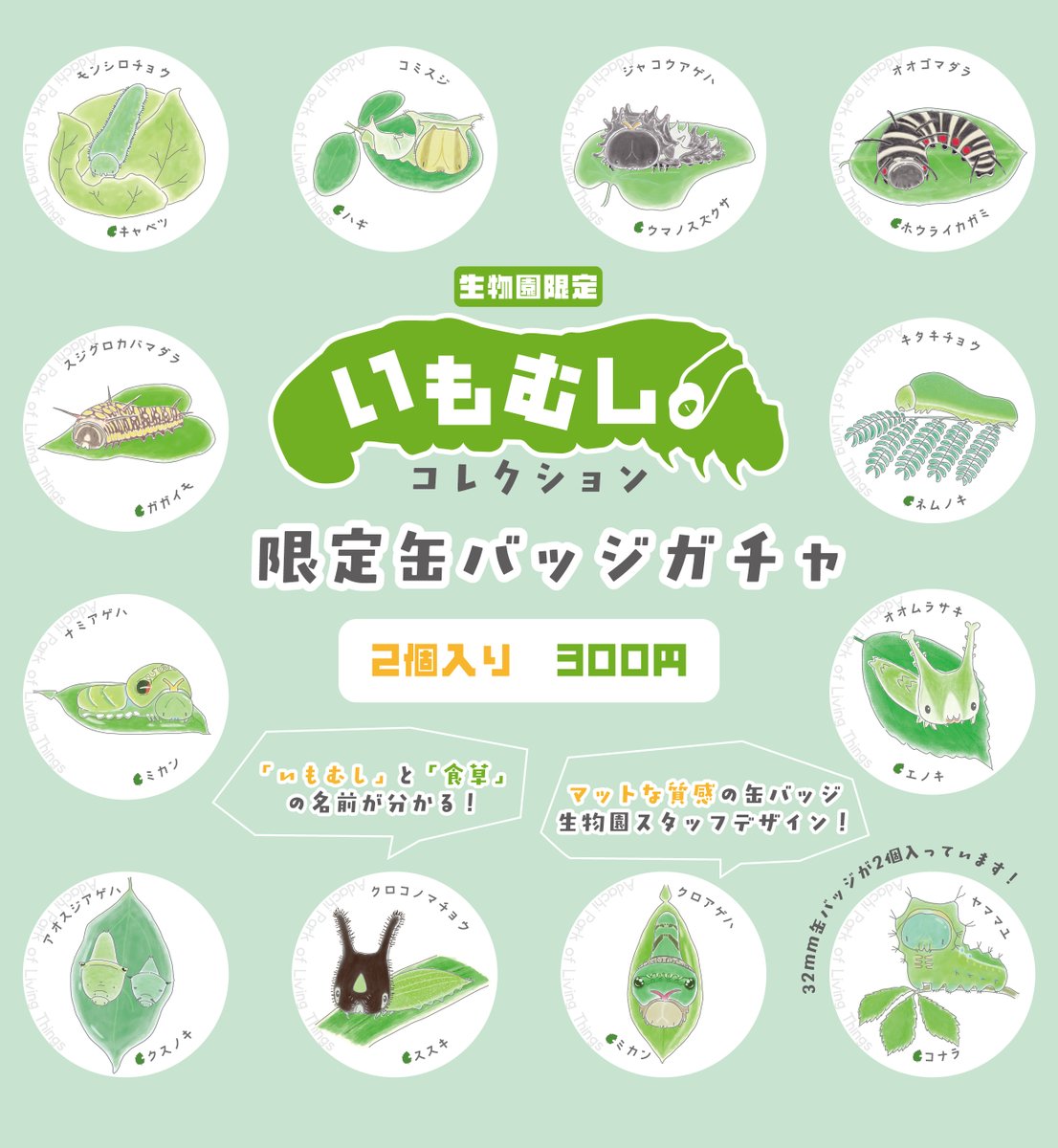 seibutuen_info's tweet photo. ＼生物園限定いもむしグッズ新登場／
企画展「いもむしコレクション」開催に伴い、オリジナルいもグッズが新発売🎉

全30種のイモムシとその食草が描かれた #いもコレ ハンカチは #生物園オン���インショップ でも購入できます！
https://t.co/zpQNKgOl6t

いもコレ缶バッジガチャは園内むしむしコーナーにて、2個入り300円で販売中！

たくさんのイモムシからぜひ #推しイモ を見つけてみてください！🐛
#足立区生物園
#いもコレ
