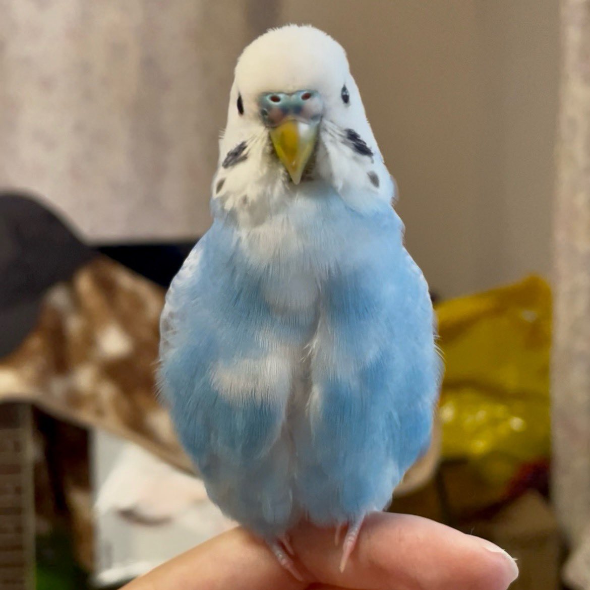 トリ (@44Baybird) / Posts / X