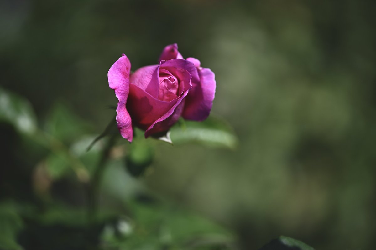 📸kazumi (@zf1118kazumi) / Posts / X