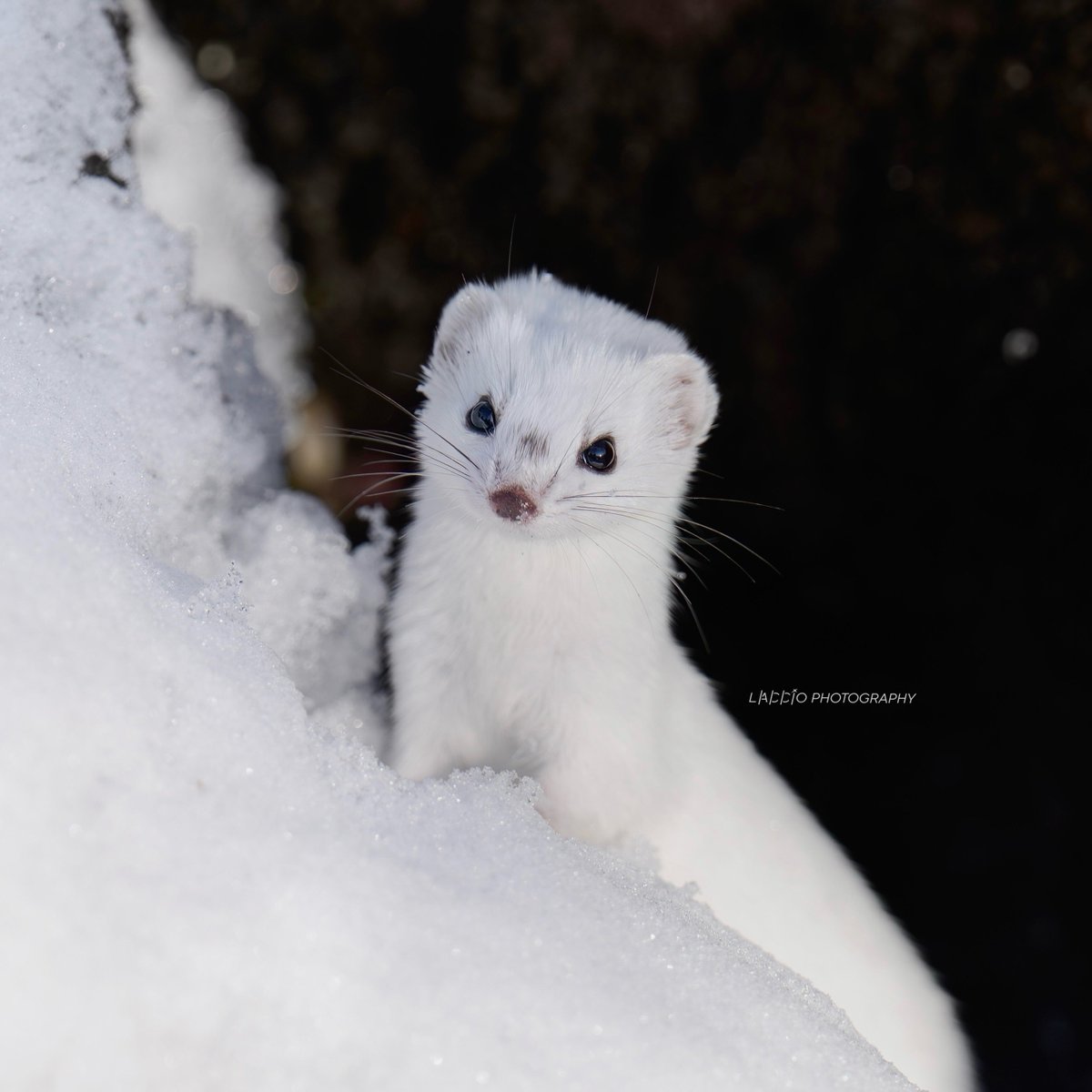 NORI🍳 (@seaweedmafia) / Posts / X