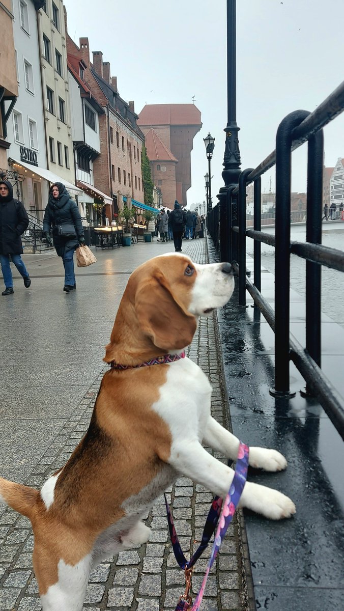 marcin_182_'s tweet photo. Travelling is fun!
#beagle #traveling #Gdansk #Novigrad #Jaskier https://t.co/mEEeAXa8fH
