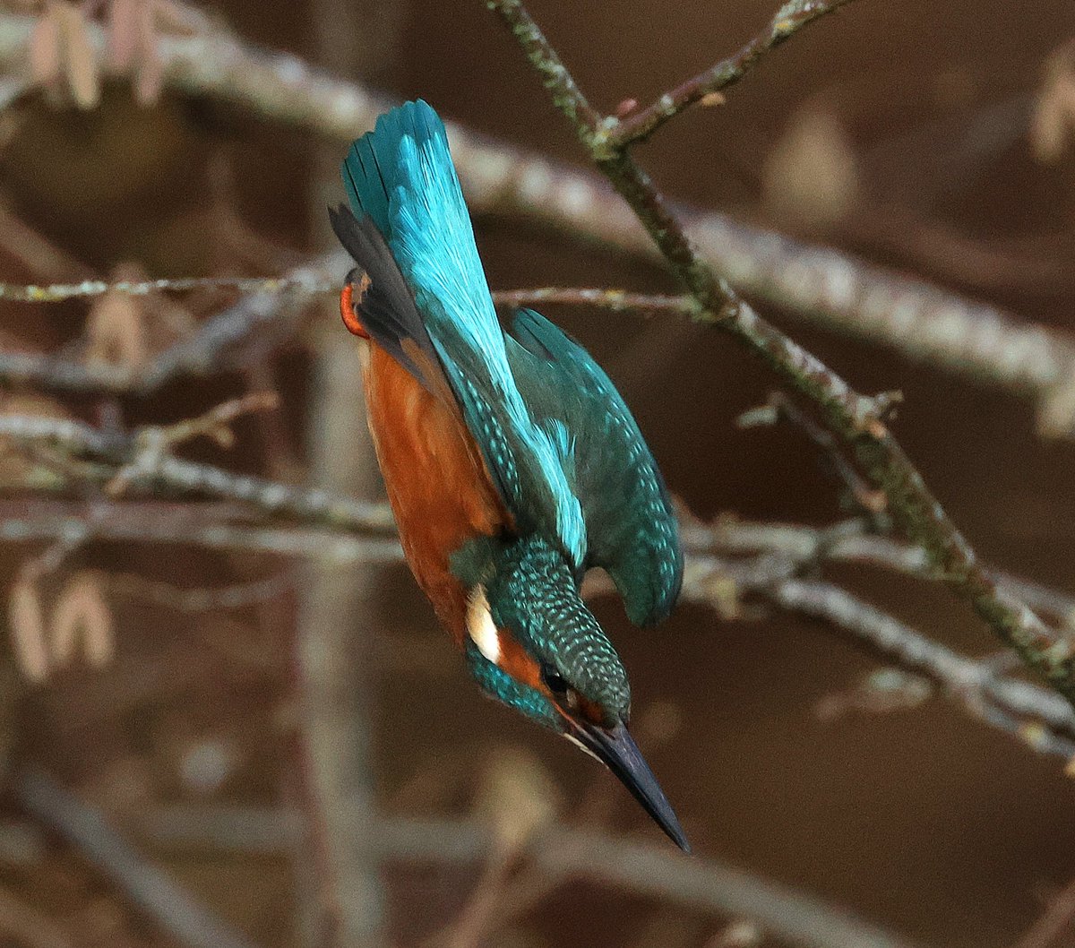 Ian Conn tweet media