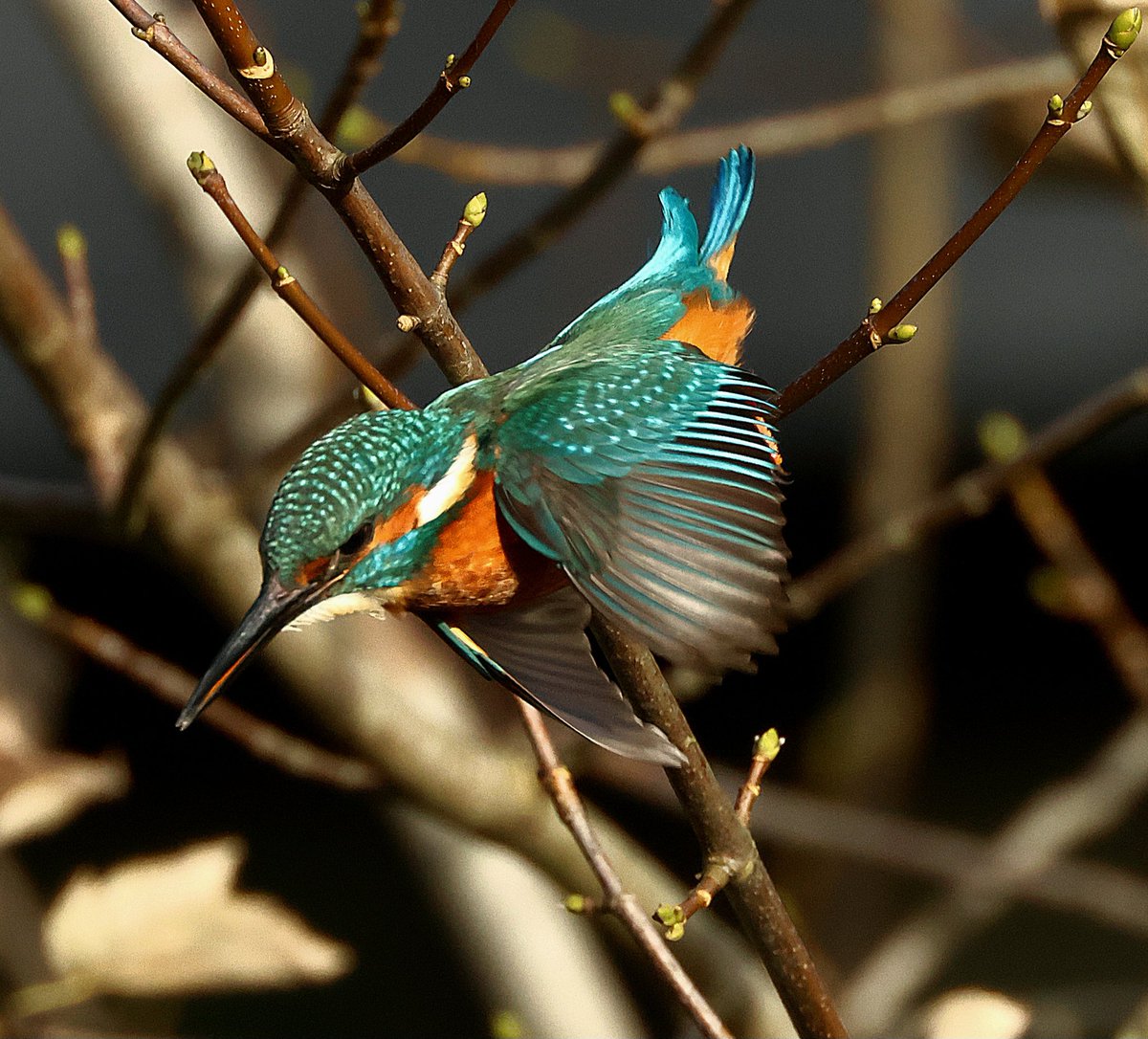 Ian Conn tweet media