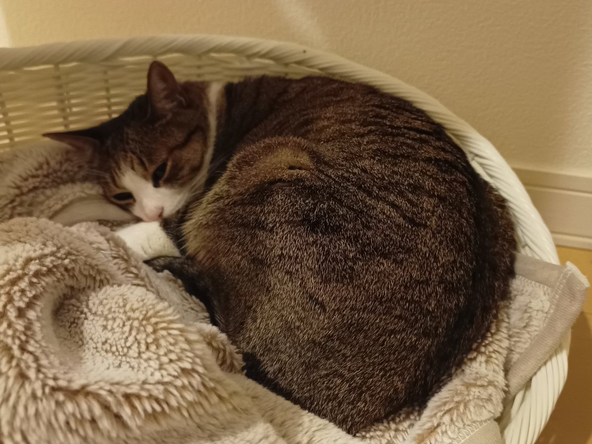 今のちょこ先輩は猫ベッドでお休み中です
#猫