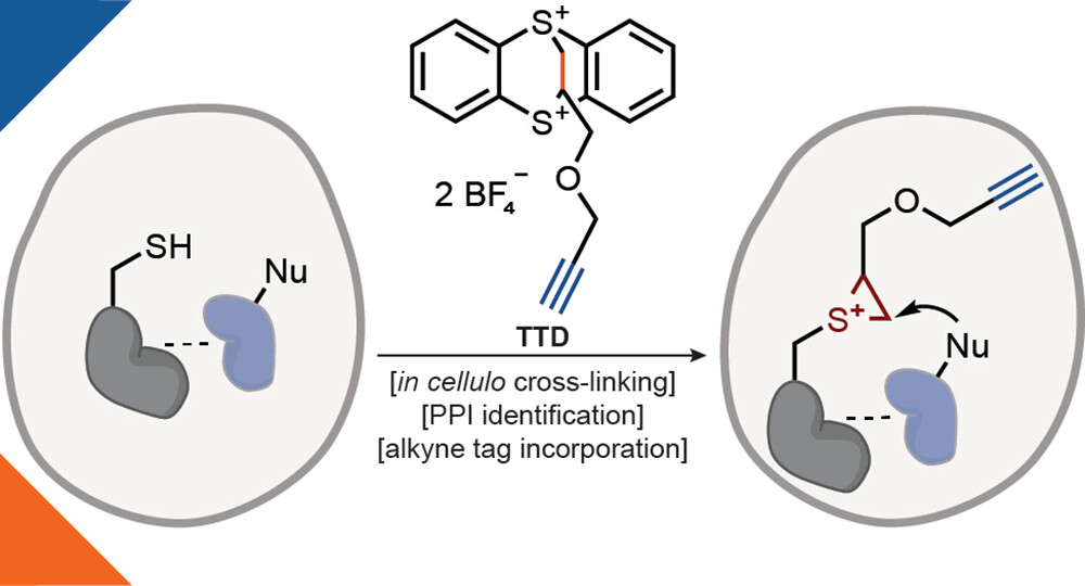 ritter_lab's tweet image. In @J_A_C_S, we present TTD, a thianthrenium reagent for the in cellulo identification of protein-protein interactions based on a short-lived episulfonium intermediate. Enrichment via an alkyne tag provides high sensitivity for modified peptides. 

🔓: pubs.acs.org/doi/10.1021/ja…