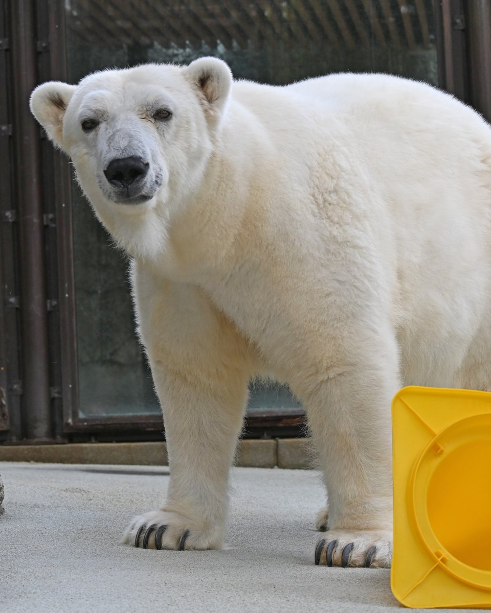 tobezooofficial's tweet image. 🎂Happy Birthday ピース🎂
本日12月2日は、#ホッキョクグマ の #ピース 26歳の誕生日です🐻‍❄️✨

／
🎉ピース❗️お誕生日おめでとう🎉
＼

これからもピースの応援よろしくお願いします❣️
誕生会についてはこちら⬇️
tobezoo.com/tobetopics/202…
#とべ動物園 #しろくまピース #誕生日 #HappyBirthday